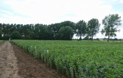 VARIETY TRIALS, PULSE NUTRITION AND ALTERNATIVE PULSE CROPS IN THE SPOTLIGHT AT THE PGRO STUBTON RESEARCH SITE