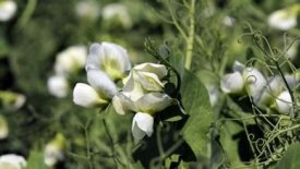 Improving the farms performance with winter pea in crop rotation cycle (Normandy, France)