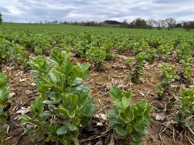 PGRO announces June open days for pea and bean growers