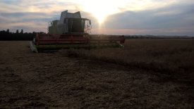 PGRO Crop Update Number 4: 8th July 2025