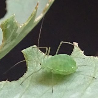 Aphid bulletins