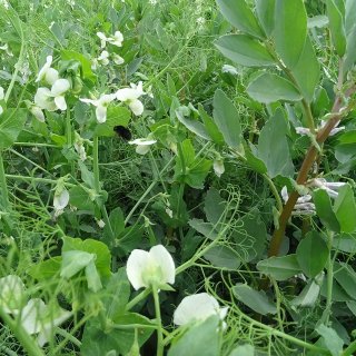 Farmer Lead Field Scale Evaluations