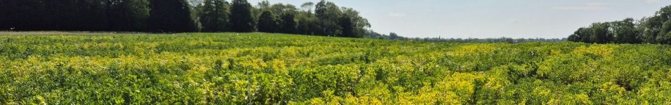 PULSE MARKET UPDATE - June/July 2025